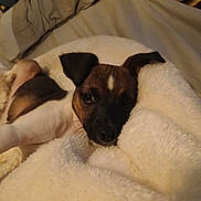 Derby is registered to the contest to win money with this photo: puppy, dog, blanket, snuggling, cozy, sleepy, indoor, fur, pet, cute, ears, face, resting, comfort, warm, closeup, animal, bed, soft, young