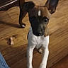 puppy, dog, indoor, wooden_floor, table_leg, toy_bone, pet, curious, brown, white, ears, front_legs, looking_up, animal, domestic, young_dog, floor, furniture, canine, cute