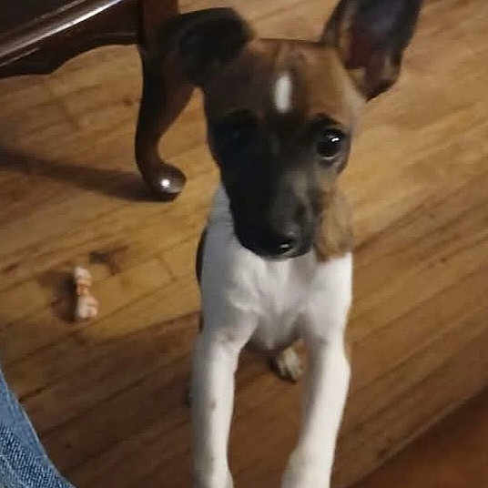 Derby is registered to the contest to win money with this photo: puppy, dog, indoor, wooden_floor, table_leg, toy_bone, pet, curious, brown, white, ears, front_legs, looking_up, animal, domestic, young_dog, floor, furniture, canine, cute