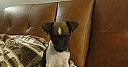 Derby joined the competition — help win amazing prizes! puppy, dog, brown_leather_couch, blanket, indoor, pet, young_dog, sitting, small_dog, fur, cute, animal, domestic_animal, cozy, comfortable, home, wall, furniture, companion, alert