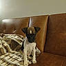 puppy, dog, brown_leather_couch, blanket, indoor, pet, young_dog, sitting, small_dog, fur, cute, animal, domestic_animal, cozy, comfortable, home, wall, furniture, companion, alert