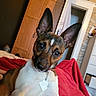 Derby joined the competition — help win amazing prizes! dog, pet, indoor, blanket, red_blanket, ears, collar, tag, furniture, cabinet, doorway, wall_art, bed, cute, animal, canine, resting, closeup, portrait, home