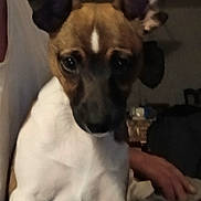 Derby is registered to the contest to win money with this photo: animal, blur, brown, canine, close_up, companion, cute, dog, domestic, ears, furry, hand, indoor, lap, low_light, person, pet, portrait, snout, white