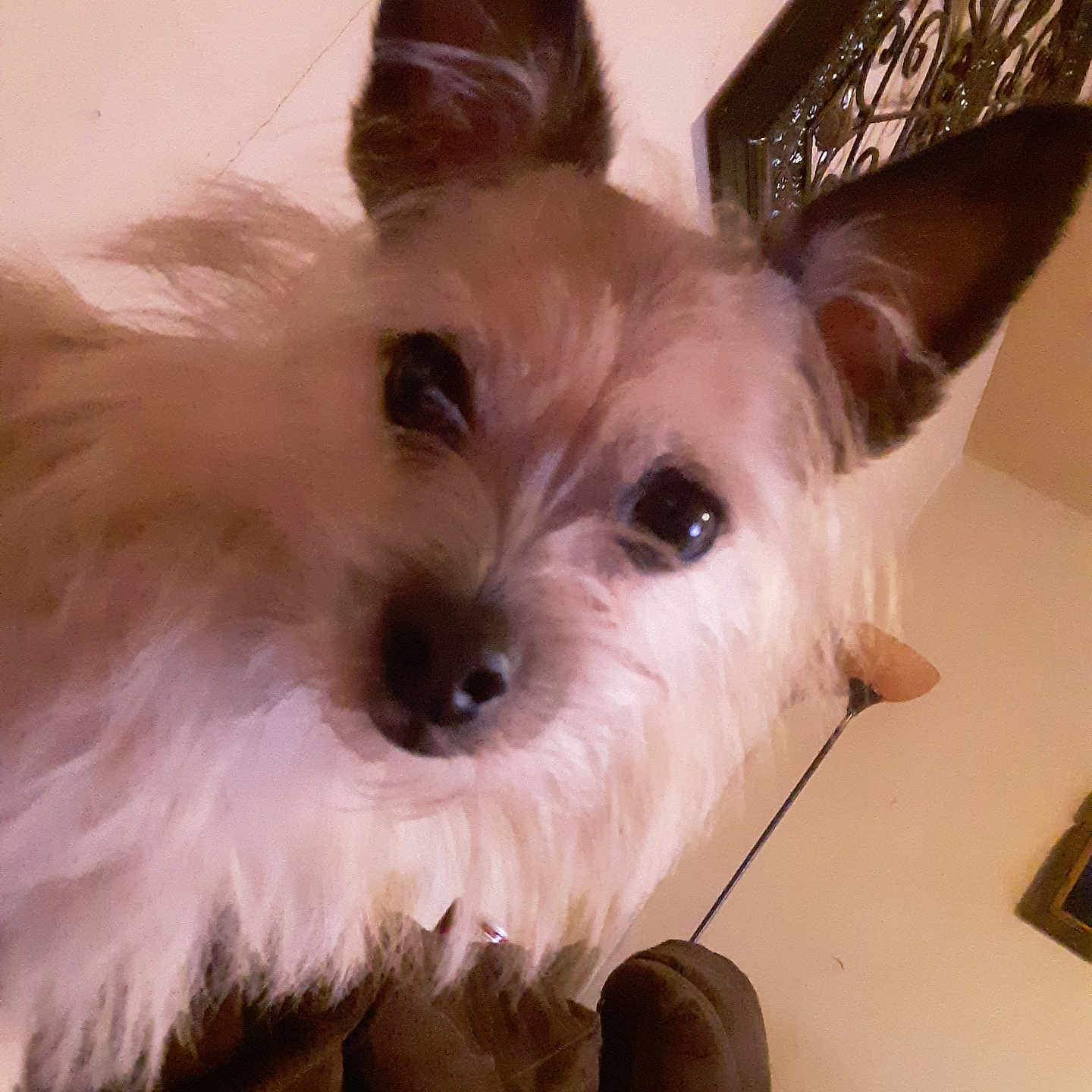 Bruin is registered to the contest to win money with this photo: dog, pet, close_up, fluffy, ears, living_room, lamp, couch, wall_decor, indoor, brown, fur, animal, companion, cute, portrait, household, friendly, canine, curious