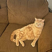 Benji joined the competition — help win amazing prizes! cat, orange_tabby, tabby_cat, couch, sofa, indoor, pet, lounging, relaxed, paws, tail, whiskers, upholstery, home, domestic_cat, portrait, feline, sleepy, fur, sitting