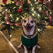 Cujo is registered to the contest to win money with this photo: accessories, animal, canine, conifer, dog, face, head, hound, husky, lighting, outdoors, person, pet, photography, plant, portrait, pottedplant, puppy, tree, vegetation