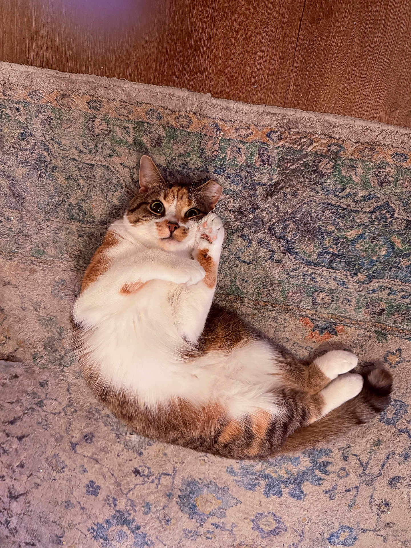 Poppy joined the competition — help win amazing prizes! cat, calico, feline, pet, lying_down, belly_up, paws, whiskers, tail, fur, rug, carpet, indoor, cozy, wide_eyes, playful, portrait, home, cute, relaxed