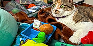 Poppy is registered to the contest to win money with this photo: cat, calico_cat, green_eyes, pet, indoor, blanket, toys, toy_food, apple_juice_carton, plastic_tray, bun, paw, purple_collar, bell, bedroom, bookshelf, cozy, colorful, soft_toy, playroom