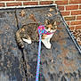 Poppy is registered to the contest to win money with this photo: cat, calico_cat, pet, harness, leash, rusty_metal, brick_wall, outdoor, feline, whiskers, paws, sitting, curious, closeup, texture, urban, ground_cover, orange, white_fur, green_eyes