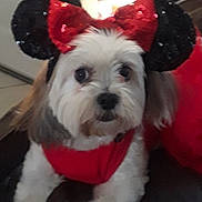 Boo is registered to the contest to win money with this photo: dog, pet, small_dog, costume, minnie_ears, red_bow, red_outfit, white_fur, closeup, portrait, indoor, stained_glass, couch, sitting, cute, blurry, accessory, ears, screenshot, mobile_ui
