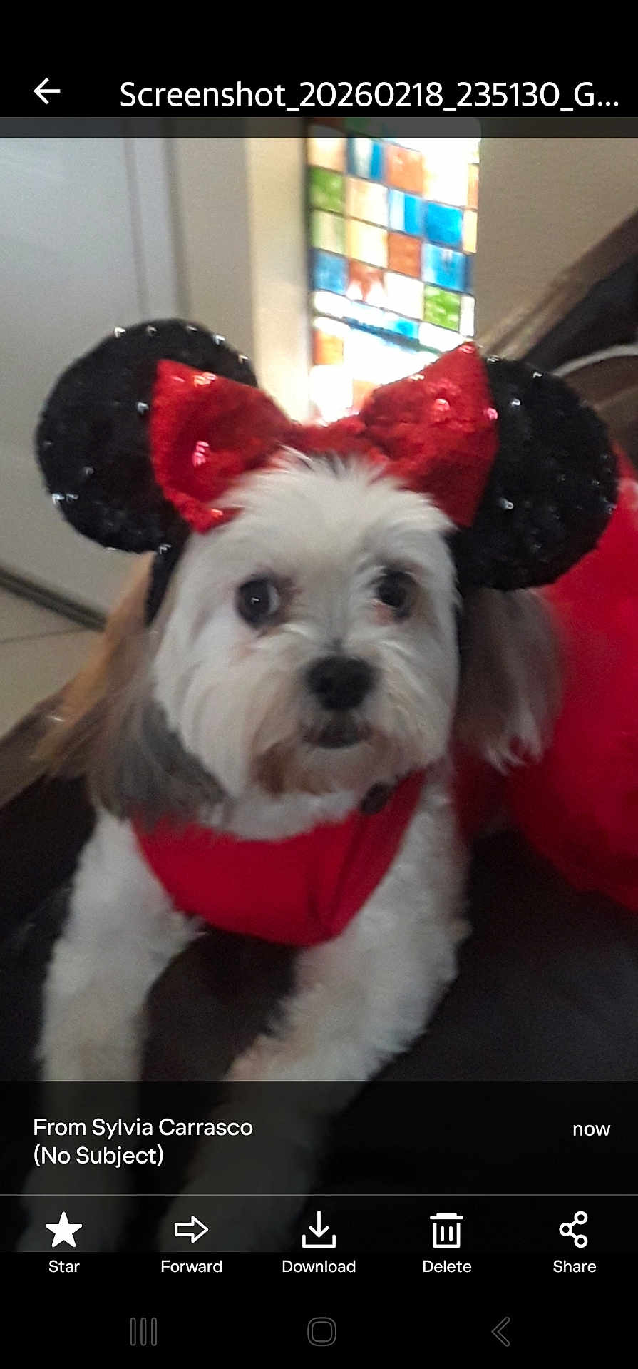 Boo is registered to the contest to win money with this photo: dog, pet, small_dog, costume, minnie_ears, red_bow, red_outfit, white_fur, closeup, portrait, indoor, stained_glass, couch, sitting, cute, blurry, accessory, ears, screenshot, mobile_ui