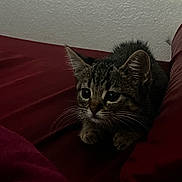 Rosita is registered to the contest to win money with this photo: animal, bed, blanket, cat, close_up, cozy, cuddly, ears, eyes, furry, home, indoor, kitten, pet, portrait, red_blanket, sitting, tabby, whiskers, wide_eyed