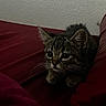 animal, bed, blanket, cat, close_up, cozy, cuddly, ears, eyes, furry, home, indoor, kitten, pet, portrait, red_blanket, sitting, tabby, whiskers, wide_eyed