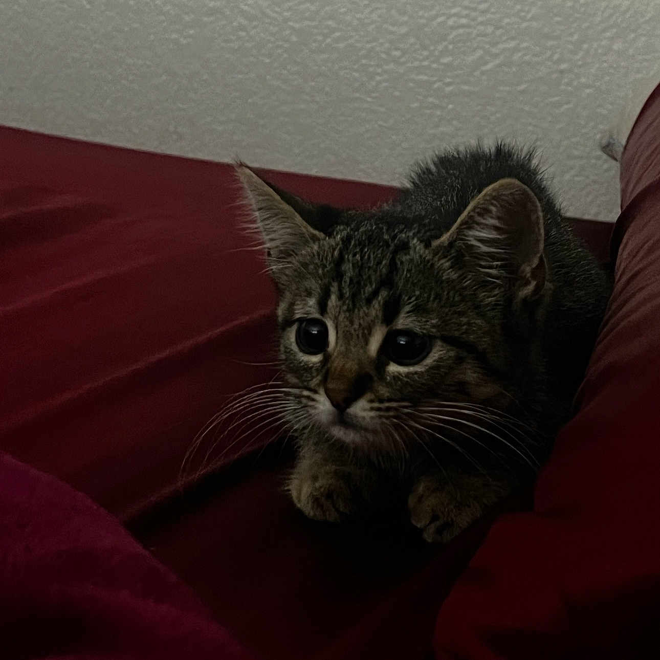 Rosita
