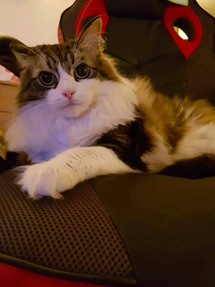 Tinkerbell joined the competition — help win amazing prizes! box, carnivore, cat, claw, comfort, couch, domestic_short_haired_cat, fawn, felidae, foot, fur, lap, paw, sitting, small_to_medium_sized_cats, snout, tail, whiskers