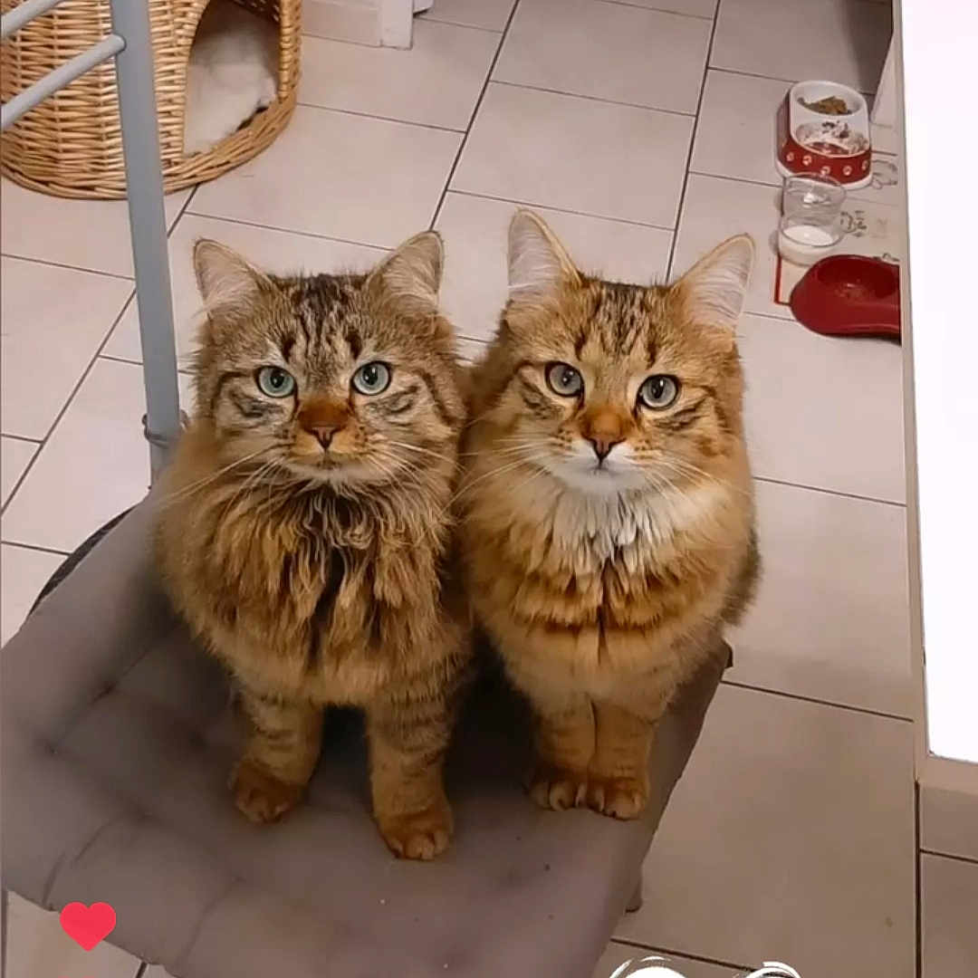 Minette Et Tempête participe au concours pour gagner de l'argent avec cette photo : animal, art, canine, cat, dog, dogbed, handicraft, head, indoors, interiordesign, kitten, loveheartsymbol, manx, person, pet, rabbit, symbol