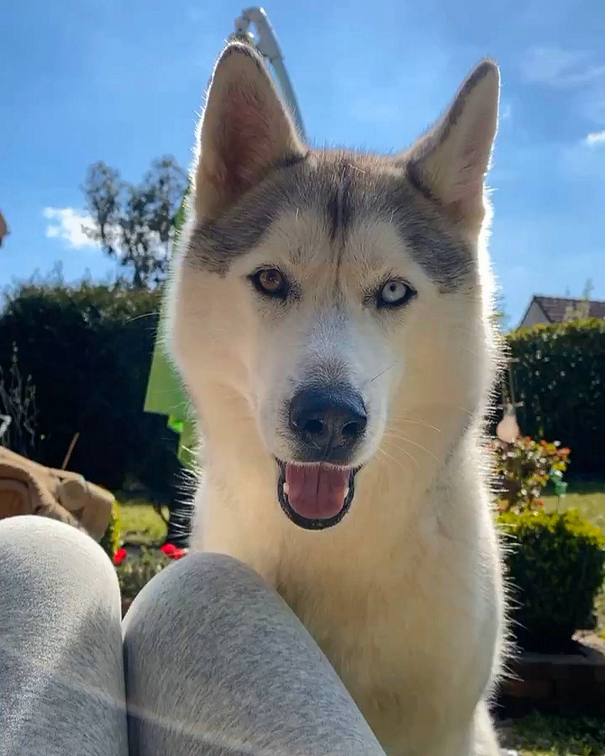 Oska participe au concours pour gagner de l'argent avec cette photo : canis, carnivore, cloud, collar, companion_dog, dog, dog_breed, fang, fawn, flowerpot, plant, siberian_husky, sky, sled_dog, snout, sporting_group, tree, whiskers, wolf, working_animal