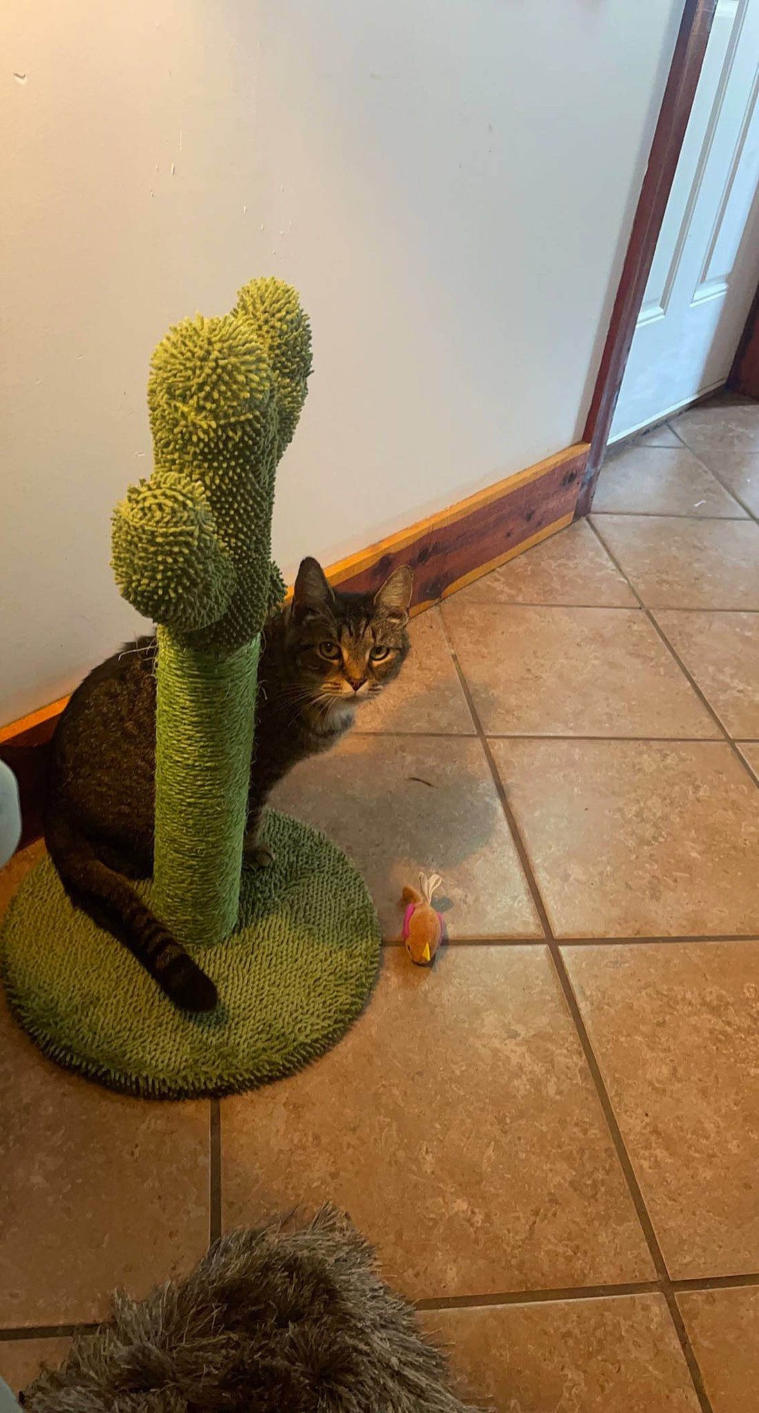Kitty is registered to the contest to win money with this photo: art, cat, felidae, flooring, grass, hardwood, houseplant, landscape, metal, plant, plant_stem, scaled_reptile, sculpture, shadow, small_to_medium_sized_cats, tail, terrestrial_animal, terrestrial_plant, trunk, wood