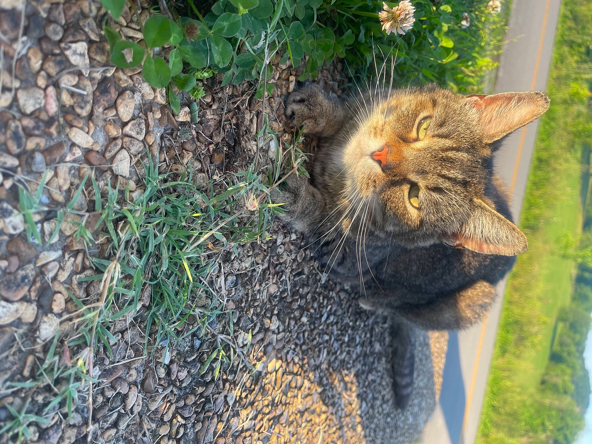 Kitty is registered to the contest to win money with this photo: big_cats, carnivore, cat, domestic_short_haired_cat, fawn, felidae, fur, grass, groundcover, lynx, plant, small_to_medium_sized_cats, snout, soil, tail, terrestrial_animal, trunk, whiskers, wildlife, wood