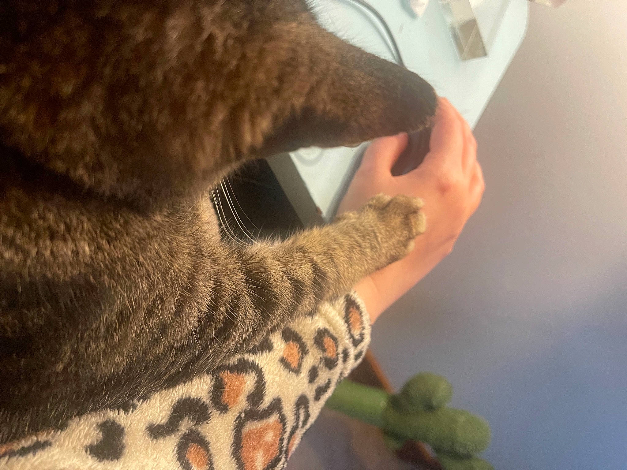Kitty is registered to the contest to win money with this photo: arm, carnivore, cat, comfort, elbow, fawn, felidae, finger, gesture, hand, leg, nail, neck, organism, reptile, skin, terrestrial_animal, thumb, whiskers, wrist