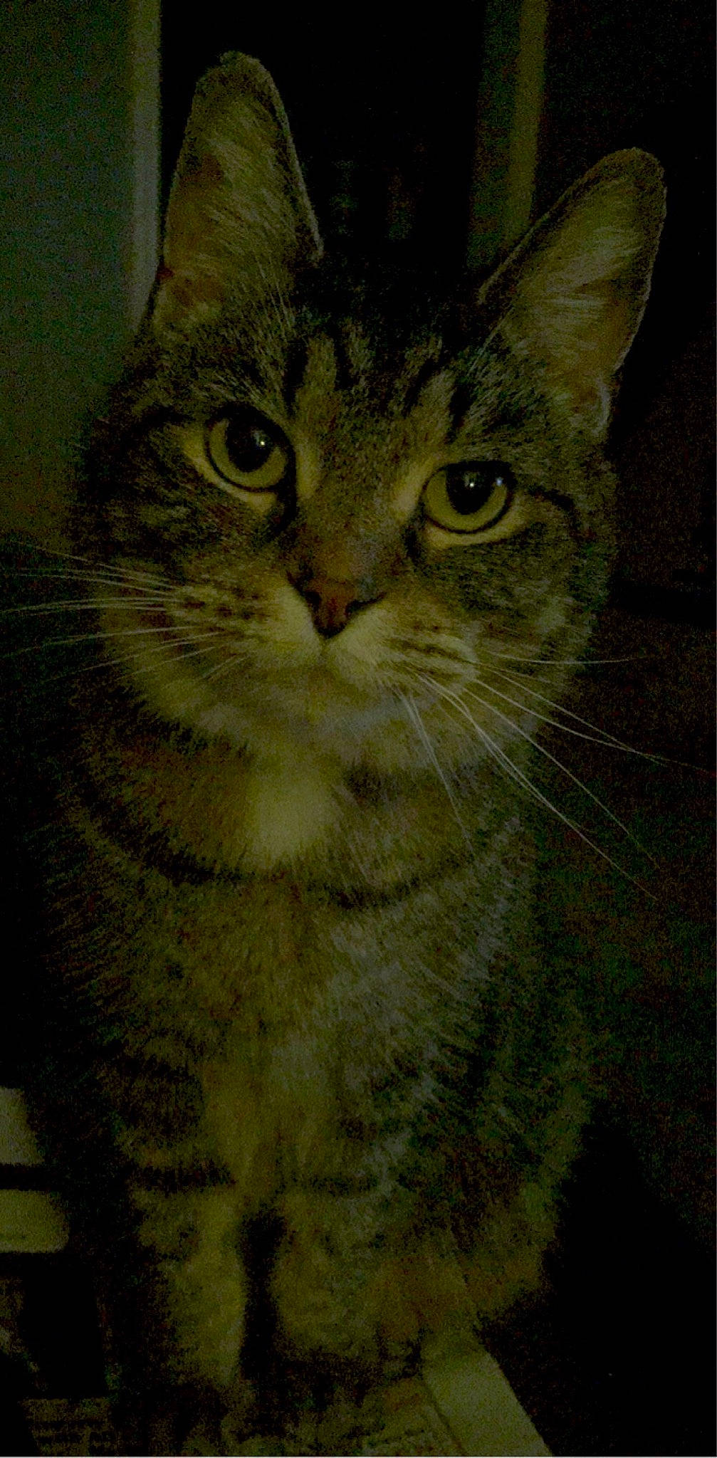 Kitty is registered to the contest to win money with this photo: carnivore, cat, domestic_short_haired_cat, felidae, fur, iris, rectangle, small_to_medium_sized_cats, snout, terrestrial_animal, whiskers, window