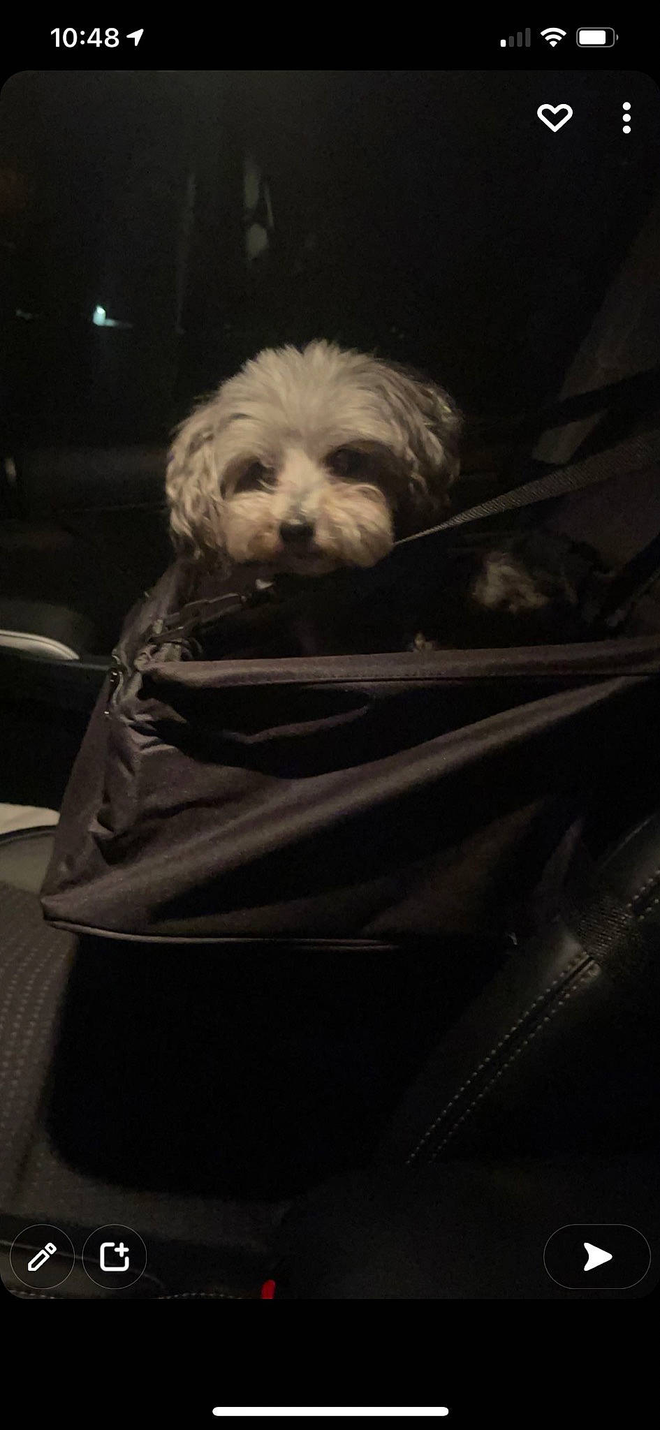 Chloe joined the competition — help win amazing prizes! canidae, carnivore, cockapoo, comfort, companion_dog, darkness, dog, dog_breed, fur, labradoodle, monochrome, monochrome_photography, poodle_crossbreed, sitting, small_terrier, terrier, tints_and_shades, toy_dog, vertebrate, working_animal