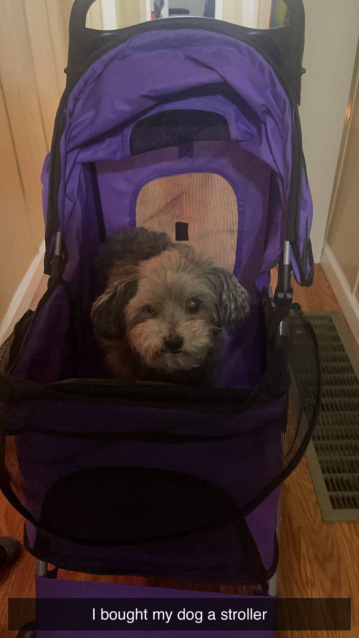 Chloe is registered to the contest to win money with this photo: baby_carriage, baby_products, bag, canidae, carnivore, comfort, companion_dog, dog, dog_breed, dog_clothes, dog_crate, dog_supply, fashion_accessory, fur, personal_protective_equipment, pet_supply, product, purple, sporting_group, toy_dog