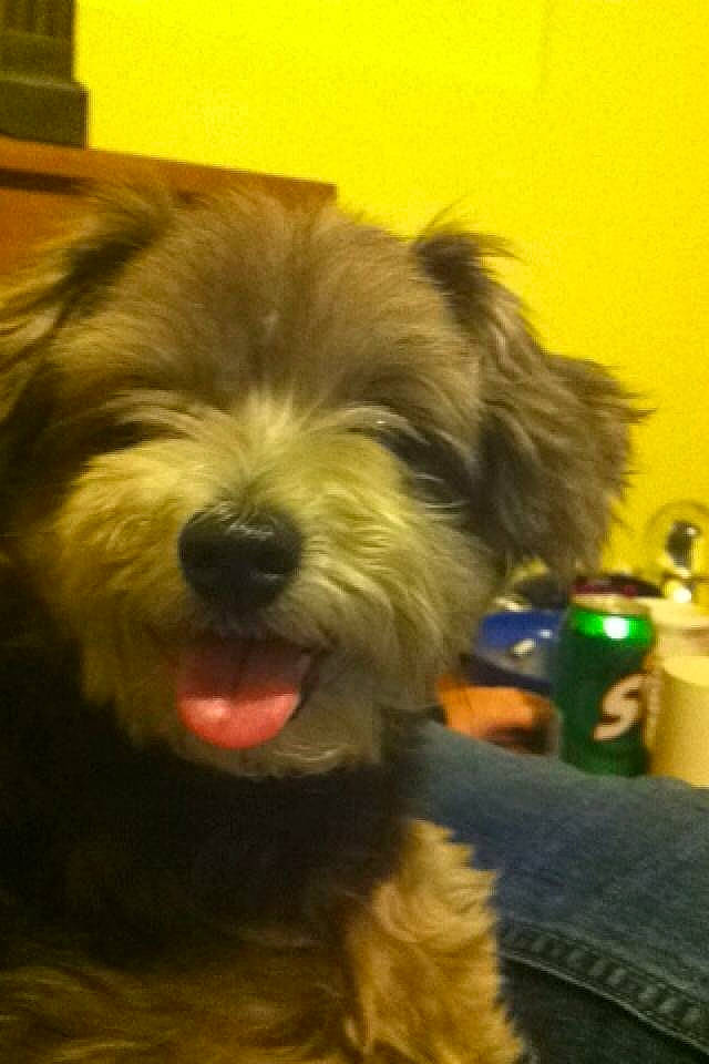 Chloe joined the competition — help win amazing prizes! biewer_terrier, canidae, carnivore, companion_dog, dog, dog_breed, flooring, fur, liver, maltepoo, non_sporting_group, small_terrier, snout, sporting_group, terrestrial_animal, terrier, toy_dog, water_dog, working_animal, yorkipoo