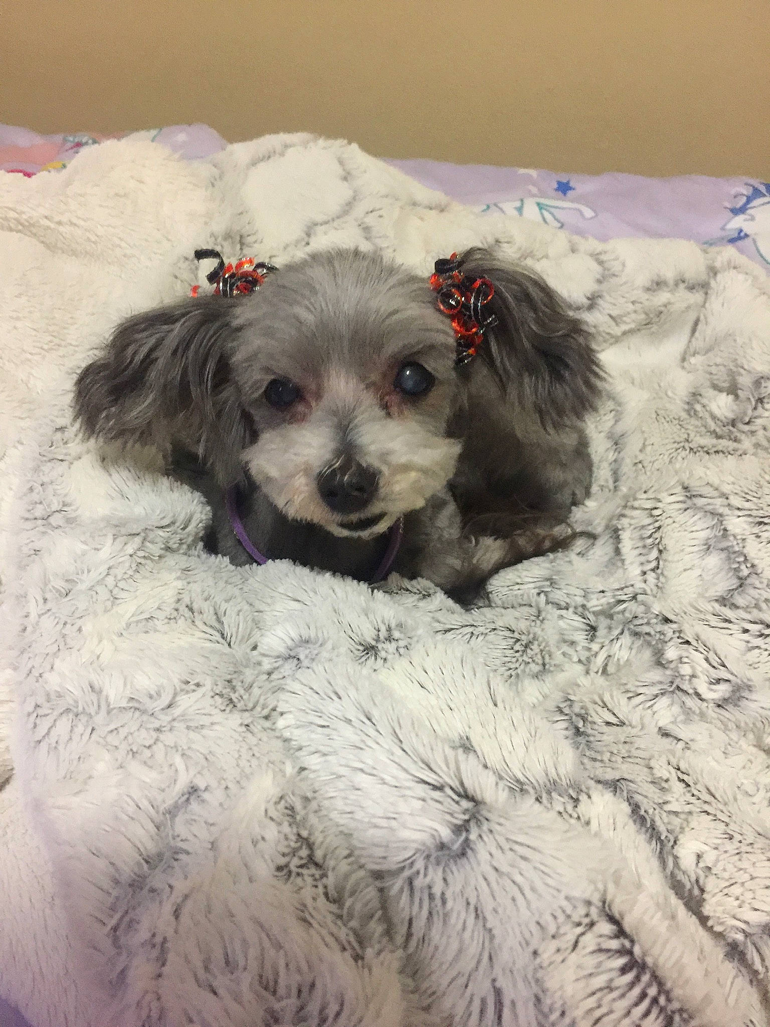 Chloe is registered to the contest to win money with this photo: canidae, carnivore, cockapoo, companion_dog, dog, dog_breed, dog_clothes, dog_supply, fur, labradoodle, maltepoo, puppy_love, small_terrier, snout, snow, sporting_group, terrier, toy_dog, whiskers, working_animal