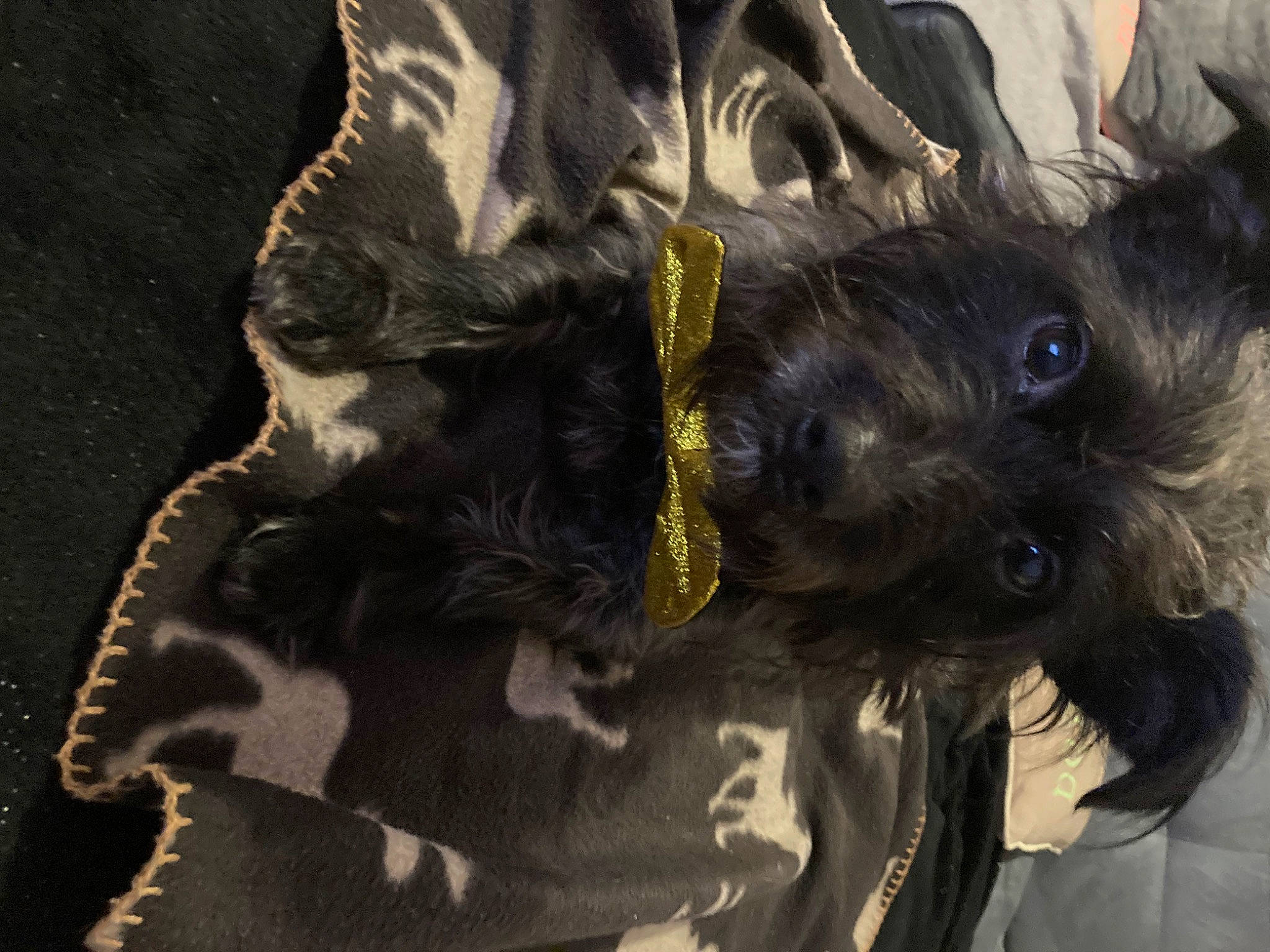 Sony participe au concours pour gagner de l'argent avec cette photo : canidae, carnivore, claw, companion_dog, dog, dog_breed, fawn, felidae, fur, gesture, liver, schnauzer, scottish_terrier, small_terrier, small_to_medium_sized_cats, snout, sporting_group, toy_dog, whiskers, working_animal