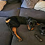 Marley is registered to the contest to win money with this photo: dog, rottweiler, puppy, couch, sofa, pillow, remote_control, shoe, hairbrush, black, brown, pet, indoor, relaxed, lying_down, furniture, domestic, living_room, canine, companion