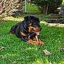 Marley joined the competition — help win amazing prizes! rottweiler, puppy, dog, grass, garden, outdoor, pet, animal, chewing, stick, tongue_out, greenery, sunlight, bushes, steps, collar, playful, nature, young_dog, mammal