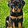 Marley