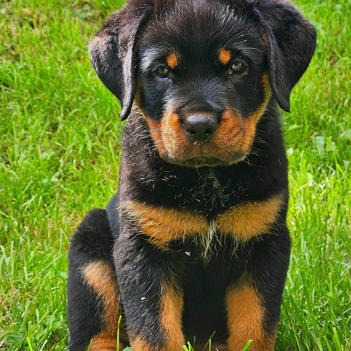 Marley is registered to the contest to win money with this photo: adorable, animal, black, canine, cute, dog, ears, eyes, fur, grass, nature, outdoor, pet, portrait, puppy, rottweiler, sitting, snout, tan, young