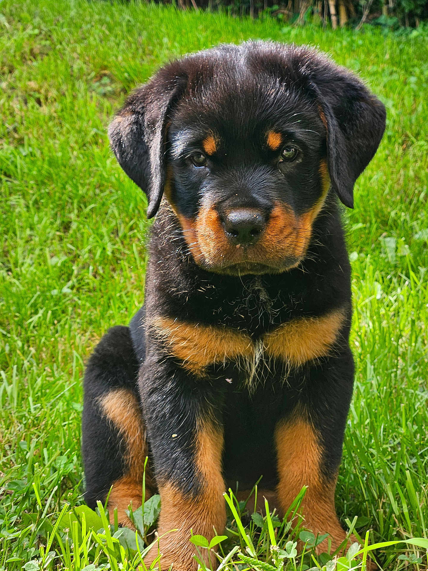 Marley is registered to the contest to win money with this photo: puppy, rottweiler, dog, grass, outdoor, black, tan, fur, cute, pet, animal, young, sitting, nature, portrait, canine, ears, eyes, snout, adorable