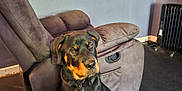 Marley joined the competition — help win amazing prizes! dog, rottweiler, puppy, indoor, chair, recliner, floor, wall, mirror, television, reflection, black_and_tan, pet, domestic_animal, sitting, young, furniture, collar, relaxation, home
