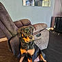 dog, rottweiler, puppy, indoor, chair, recliner, floor, wall, mirror, television, reflection, black_and_tan, pet, domestic_animal, sitting, young, furniture, collar, relaxation, home