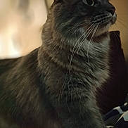 Tina joined the competition — help win amazing prizes! animal, calm, cat, close_up, cozy, cute, domestic_cat, feline, fluffy, fur, gray_cat, home, indoor, looking_away, mammal, pet, portrait, side_profile, soft_light, whiskers
