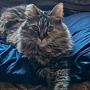 Baby joined the competition — help win amazing prizes! animal, blue_blanket, cat, couch, cozy, domestic_animal, ears, eyes, feline, fluffy, fur, home, indoor, paw, pet, portrait, relaxed, resting, tabby, whiskers