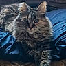 animal, blue_blanket, cat, couch, cozy, domestic_animal, ears, eyes, feline, fluffy, fur, home, indoor, paw, pet, portrait, relaxed, resting, tabby, whiskers