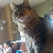 Baby joined the competition — help win amazing prizes! bed, blanket, cat, child, couch, curtain, eyes, feline, fur, glasses, home, indoor, lamp, living_room, person, pet, tabby_cat, toy, whiskers, window