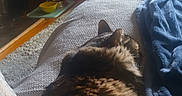 Baby is registered to the contest to win money with this photo: blanket, cat, cat_tree, comfortable, cozy, domestic, dresser, fur, furniture, furry, home, indoor, knit, pet, relaxing, resting, sleeping, soft_light, tabby, warm