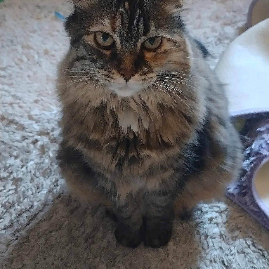Baby