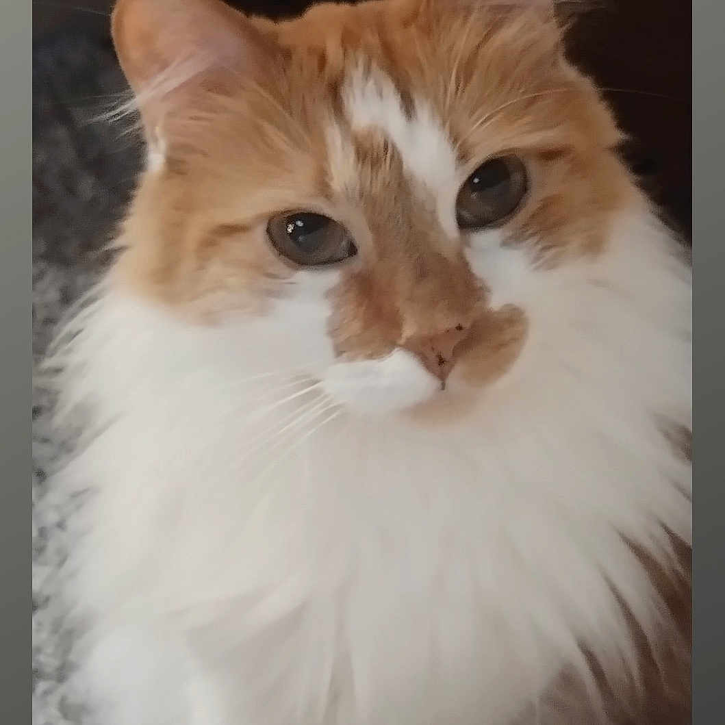 Pumpkin joined the competition — help win amazing prizes! abyssinian, angora, animal, cat, hardwood, indoors, interiordesign, kitten, manx, pet, siamese, wood