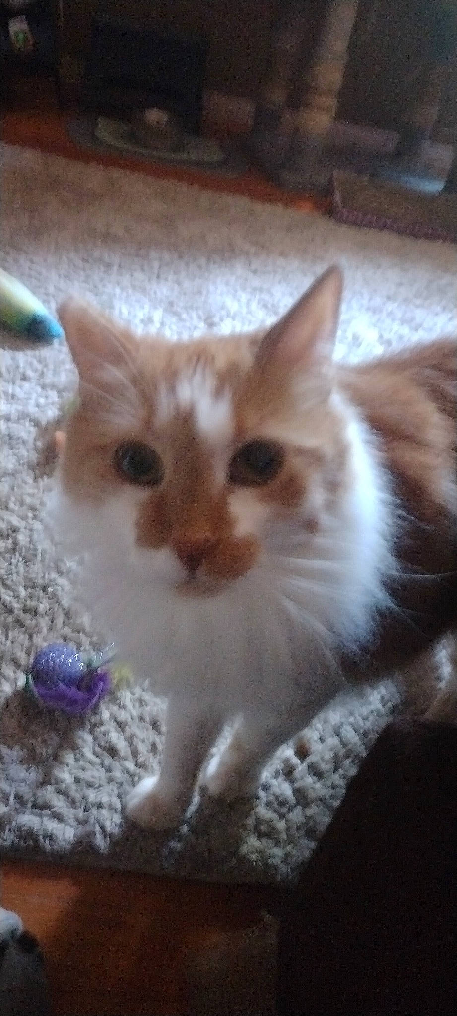 Pumpkin joined the competition — help win amazing prizes! carnivore, cat, claw, domestic_short_haired_cat, electric_blue, fawn, felidae, fur, paw, photo_caption, small_to_medium_sized_cats, snout, tail, whiskers