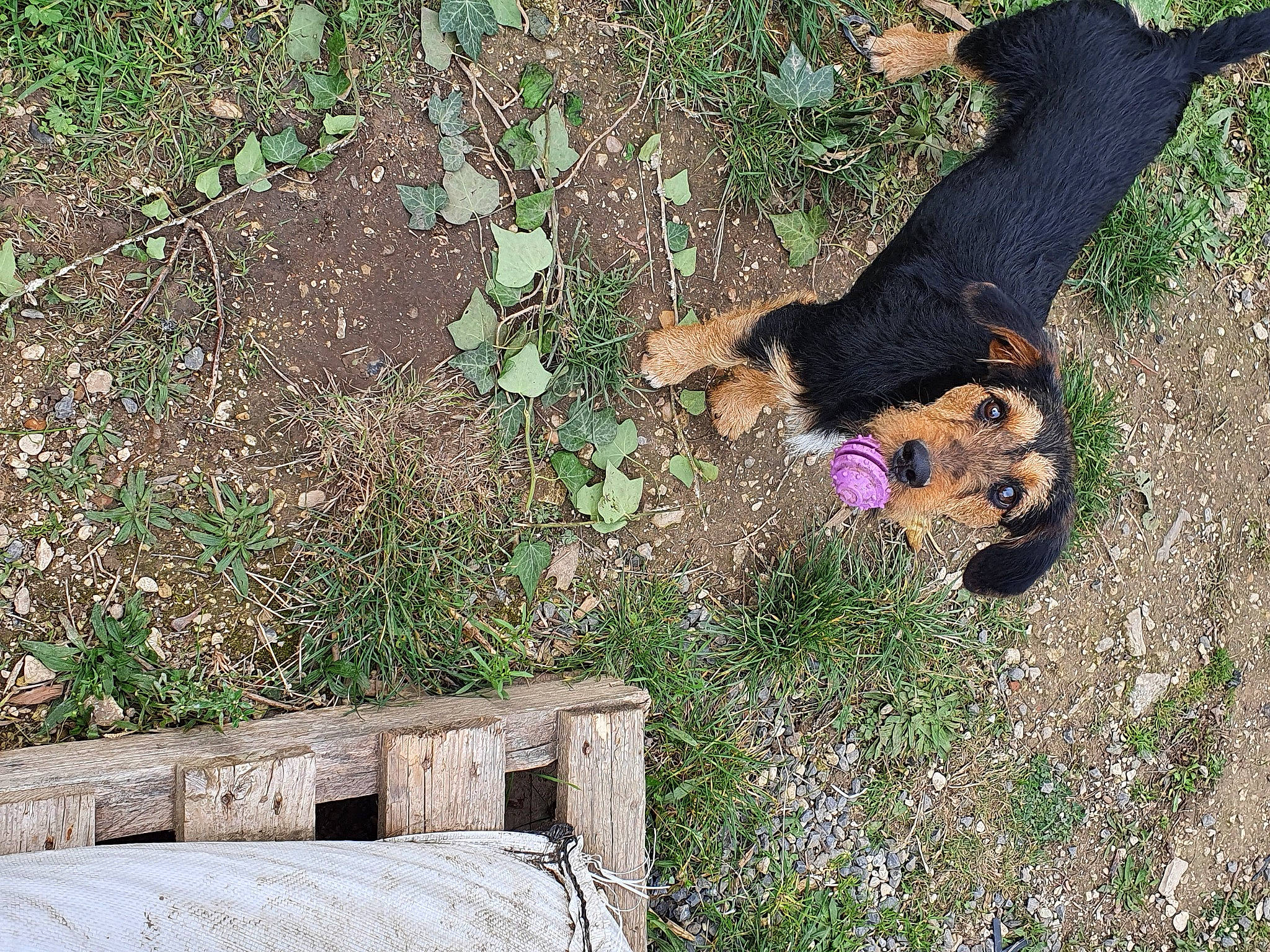 Lipton participe au concours pour gagner de l'argent avec cette photo : canidae, carnivore, companion_dog, dog, dog_breed, fawn, grass, grass_family, groundcover, lawn, people_in_nature, plant, road_surface, shadow, shrub, soil, sporting_group, tail, tree, wood