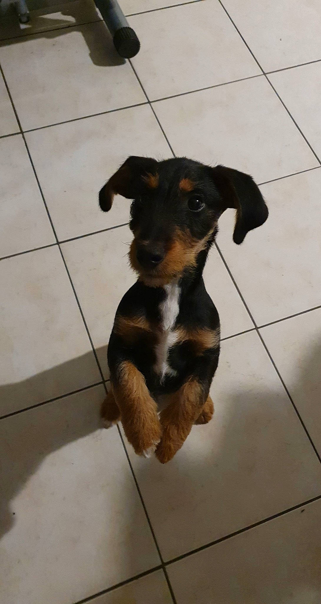 Lipton a rejoint le concours — aidez-le/la à gagner de superbes lots ! carnivore, companion_dog, dog, dog_breed, dog_supply, fawn, flooring, fur, liver, pet_supply, snout, sporting_group, tail, terrestrial_animal, terrier, tile_flooring, toy_dog, working_animal, working_dog, working_terrier