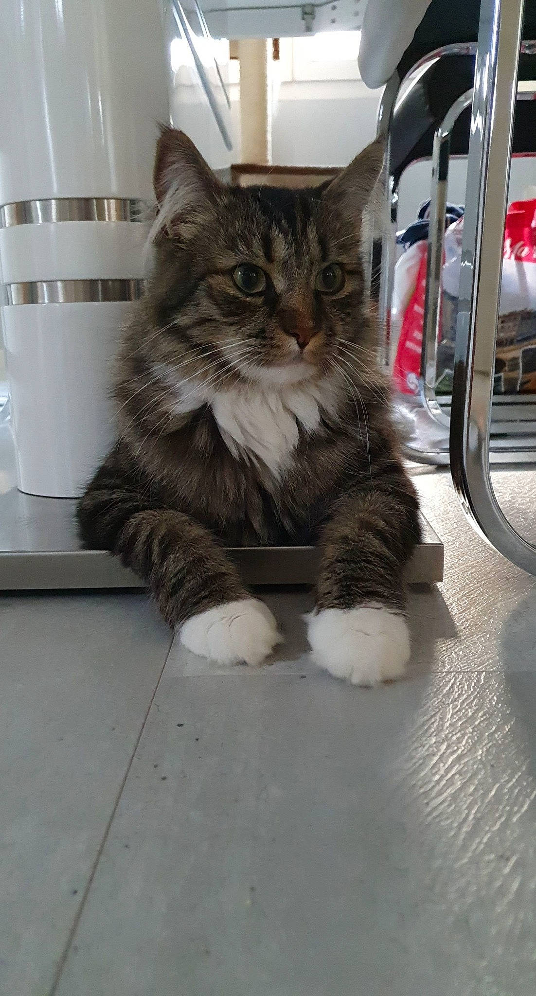 Nougat participe au concours pour gagner de l'argent avec cette photo : box, british_longhair, cardboard, carnivore, cat, claw, domestic_short_haired_cat, door, felidae, flooring, fur, maine_coon, paw, sitting, small_to_medium_sized_cats, snout, tail, terrestrial_animal, whiskers, window