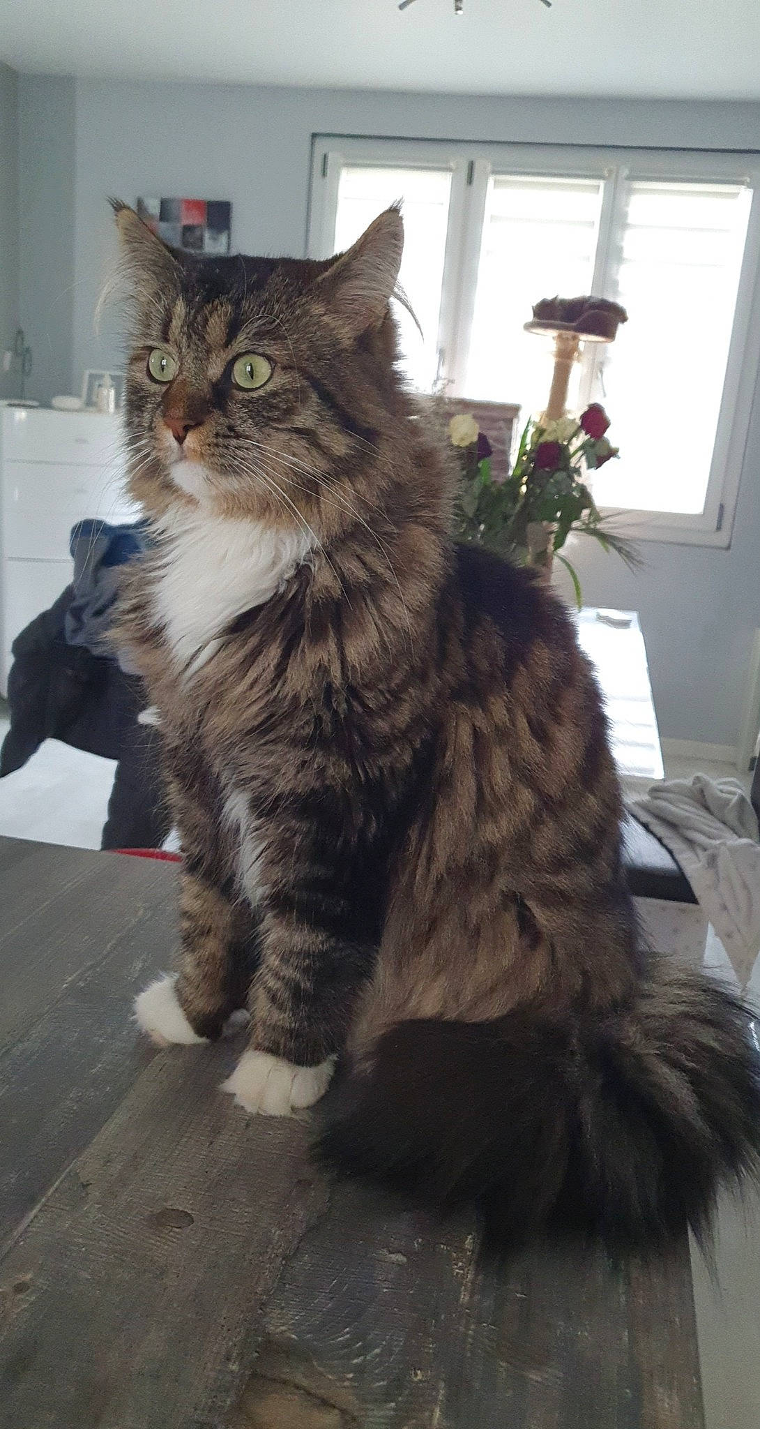 Nougat a rejoint le concours — aidez-le/la à gagner de superbes lots ! british_longhair, carnivore, cat, claw, comfort, domestic_short_haired_cat, felidae, fur, houseplant, laptop, maine_coon, paw, plant, sitting, small_to_medium_sized_cats, snout, tail, terrestrial_animal, whiskers, window