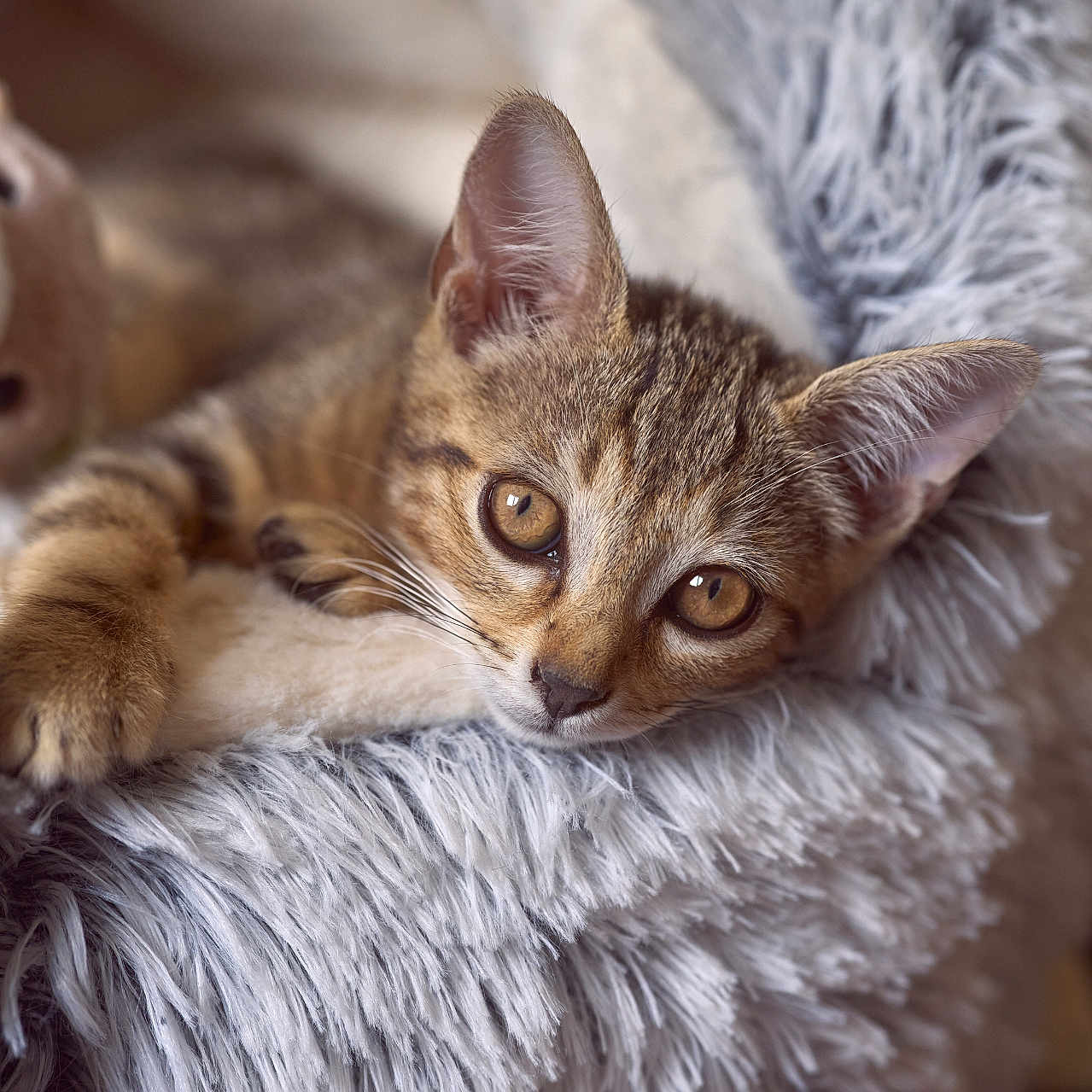 Kosmo a rejoint le concours — aidez-le/la à gagner de superbes lots ! animal, blanket, cat, closeup, cozy, cute, ears, feline, fluffy, fur, indoor, kitten, pet, portrait, relaxing, resting, sleepy, soft, tabby, whiskers